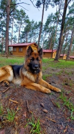 vom Trojangold, hodowla Owczarków Niemieckich Długowłosych