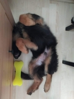 vom Trojangold, hodowla Owczarków Niemieckich Długowłosych