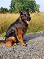 vom Trojangold, hodowla Owczarków Niemieckich Długowłosych