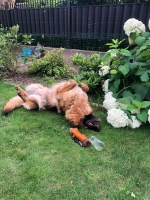 vom Trojangold, hodowla Owczarków Niemieckich Długowłosych