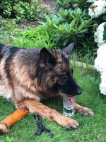 vom Trojangold, hodowla Owczarków Niemieckich Długowłosych