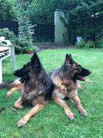 vom Trojangold, hodowla Owczarków Niemieckich Długowłosych