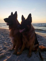 vom Trojangold, hodowla Owczarków Niemieckich Długowłosych