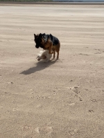 vom Trojangold, hodowla Owczarków Niemieckich Długowłosych