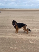 vom Trojangold, hodowla Owczarków Niemieckich Długowłosych