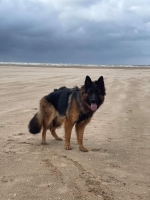 vom Trojangold, hodowla Owczarków Niemieckich Długowłosych