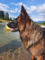 vom Trojangold, hodowla Owczarków Niemieckich Długowłosych