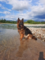 vom Trojangold, hodowla Owczarków Niemieckich Długowłosych