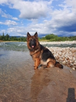 vom Trojangold, hodowla Owczarków Niemieckich Długowłosych