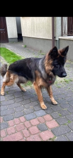 vom Trojangold, hodowla Owczarków Niemieckich Długowłosych