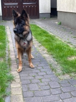 vom Trojangold, hodowla Owczarków Niemieckich Długowłosych