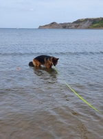 vom Trojangold, hodowla Owczarków Niemieckich Długowłosych