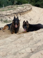 vom Trojangold, hodowla Owczarków Niemieckich Długowłosych