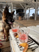 vom Trojangold, hodowla Owczarków Niemieckich Długowłosych