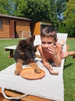 vom Trojangold, hodowla Owczarków Niemieckich Długowłosych