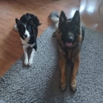 vom Trojangold, hodowla Owczarków Niemieckich Długowłosych