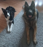 vom Trojangold, hodowla Owczarków Niemieckich Długowłosych