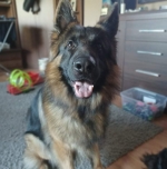 vom Trojangold, hodowla Owczarków Niemieckich Długowłosych