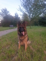 vom Trojangold, hodowla Owczarków Niemieckich Długowłosych