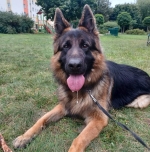 vom Trojangold, hodowla Owczarków Niemieckich Długowłosych