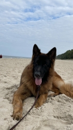 vom Trojangold, hodowla Owczarków Niemieckich Długowłosych