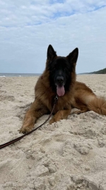 vom Trojangold, hodowla Owczarków Niemieckich Długowłosych