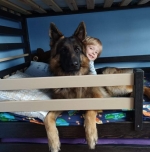 vom Trojangold, hodowla Owczarków Niemieckich Długowłosych