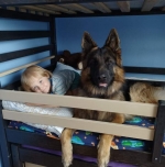 vom Trojangold, hodowla Owczarków Niemieckich Długowłosych