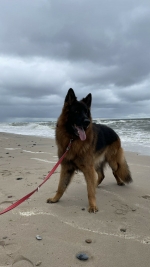 vom Trojangold, hodowla Owczarków Niemieckich Długowłosych