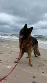 vom Trojangold, hodowla Owczarków Niemieckich Długowłosych