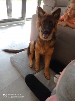 vom Trojangold, hodowla Owczarków Niemieckich Długowłosych