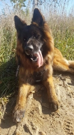 vom Trojangold, hodowla Owczarków Niemieckich Długowłosych