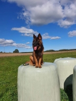 vom Trojangold, hodowla Owczarków Niemieckich Długowłosych