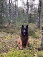 vom Trojangold, hodowla Owczarków Niemieckich Długowłosych