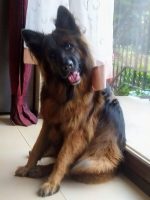 vom Trojangold, hodowla Owczarków Niemieckich Długowłosych