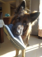 vom Trojangold, hodowla Owczarków Niemieckich Długowłosych