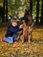 vom Trojangold, hodowla Owczarków Niemieckich Długowłosych