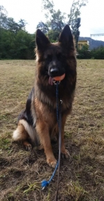 vom Trojangold, hodowla Owczarków Niemieckich Długowłosych