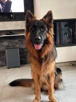 vom Trojangold, hodowla Owczarków Niemieckich Długowłosych