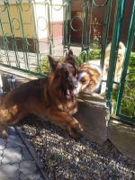 vom Trojangold, hodowla Owczarków Niemieckich Długowłosych