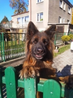 vom Trojangold, hodowla Owczarków Niemieckich Długowłosych