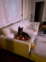 vom Trojangold, hodowla Owczarków Niemieckich Długowłosych