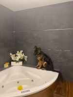 vom Trojangold, hodowla Owczarków Niemieckich Długowłosych