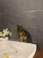 vom Trojangold, hodowla Owczarków Niemieckich Długowłosych