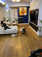 vom Trojangold, hodowla Owczarków Niemieckich Długowłosych