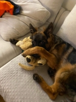 vom Trojangold, hodowla Owczarków Niemieckich Długowłosych