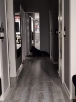 vom Trojangold, hodowla Owczarków Niemieckich Długowłosych