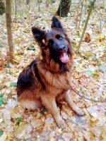 vom Trojangold, hodowla Owczarków Niemieckich Długowłosych