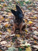 vom Trojangold, hodowla Owczarków Niemieckich Długowłosych