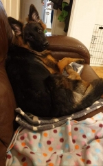 vom Trojangold, hodowla Owczarków Niemieckich Długowłosych